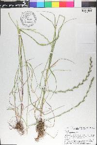 Lolium perenne subsp. multiflorum image