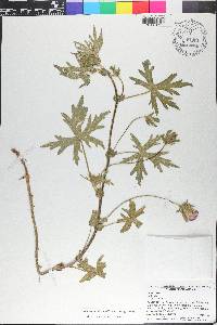 Callirhoe involucrata image