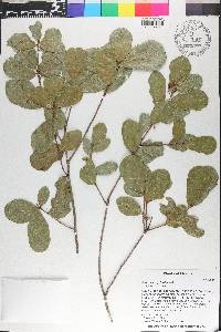 Quercus myrtifolia image