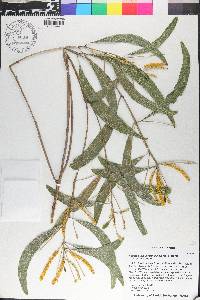 Acacia auriculiformis image