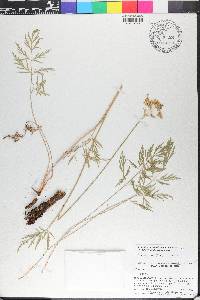 Pseudocymopterus montanus image