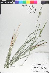 Scleria triglomerata image