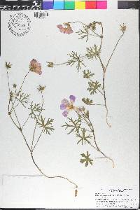 Callirhoe involucrata image