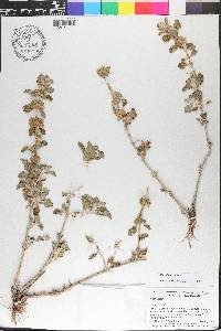 Marrubium vulgare image