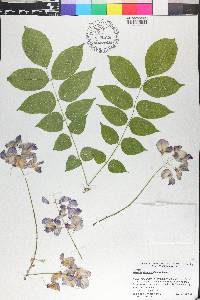 Wisteria sinensis image