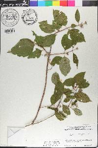 Philadelphus pubescens image