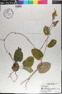 Smilax pumila image