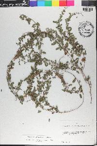 Galactia microphylla image