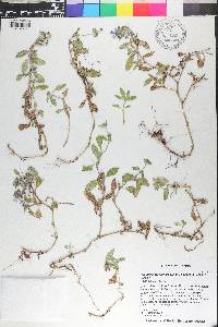 Richardia grandiflora image