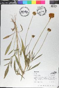 Coreopsis lanceolata image