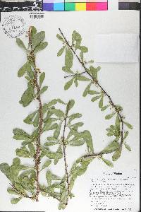 Sideroxylon celastrinum image