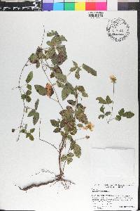 Rubus trivialis image