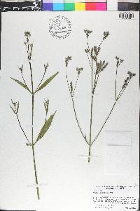 Verbena brasiliensis image