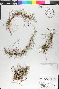 Eremochloa ophiuroides image