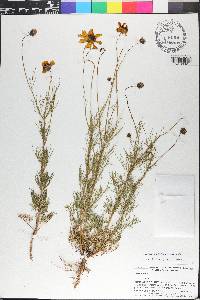 Thelesperma filifolium image