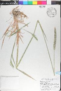 Phalaris angusta image