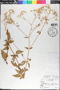 Ageratina jucunda image