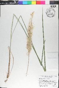 Imperata cylindrica image