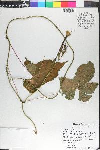 Ipomoea alba image