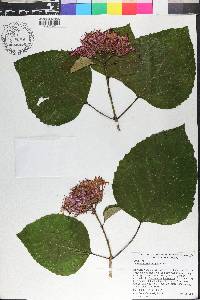 Clerodendrum bungei image