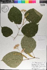 Tilia americana var. caroliniana image