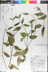 Alternanthera flavescens image