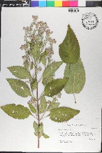 Scutellaria incana image