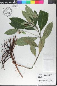 Ardisia crenata image