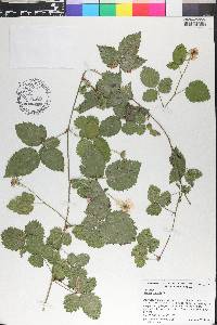 Rubus trivialis image