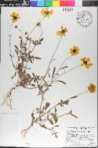 Coreopsis basalis image