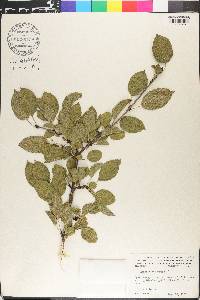 Rhamnus cathartica image