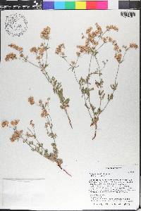 Eriogonum abertianum image