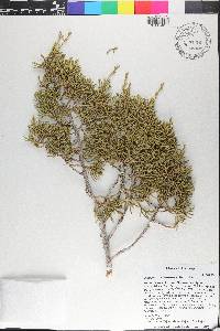 Juniperus osteosperma image