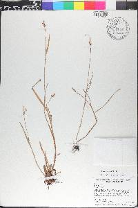 Scleria reticularis image