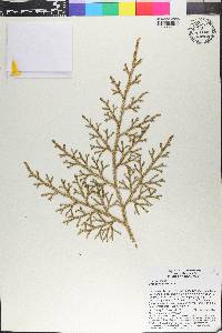 Lycopodium cernuum image
