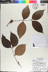 Pternandra rostrata image