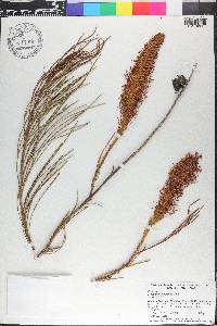 Grevillea eriostachya image