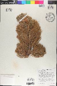 Pinus flexilis image