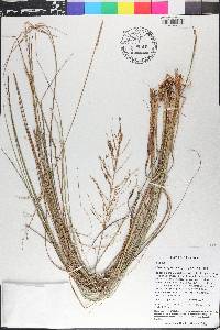 Tridens eragrostoides image