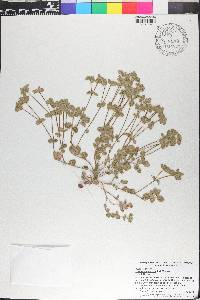Euphorbia innocua image