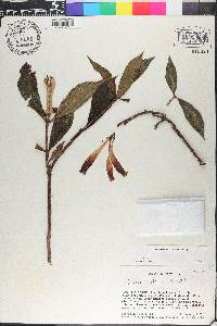 Hillia triflora image