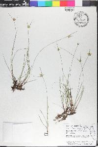 Cyperus lanceolatus image