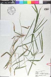 Leersia virginica image