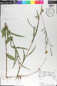 Ludwigia maritima image