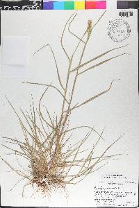 Cenchrus spinifex image