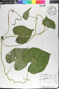 Ipomoea muricata image