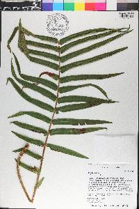 Pteris vittata image