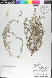 Euphorbia pediculifera image