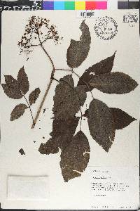 Sambucus racemosa subsp. racemosa image