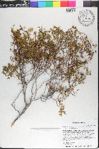 Larrea tridentata image